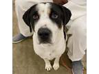 Adopt King a Pointer, Mixed Breed