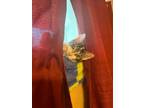 Adopt Linus a Domestic Short Hair