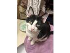 Adopt Snoopy a Tuxedo