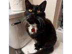 Adopt Whiskers a Domestic Short Hair