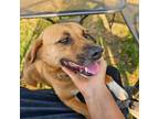 Adopt Princess Anastasia a Brown/Chocolate - with White Jack Russell Terrier /