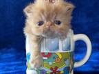 Persian Kitten Red Male