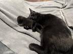 Three Little Kittens