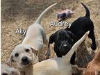 Audrey Labrador Retriever Puppy Female