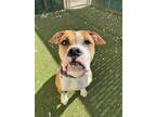 Snow White Boxer Adult Female