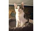 KITTEN EDIE Domestic Shorthair Young Female
