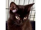 Spass Domestic Shorthair Kitten Male