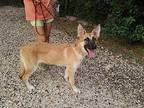 Patty German Shepherd Dog Puppy Female