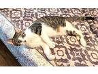 KITTEN MARILYN Domestic Shorthair Young Female