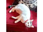 KITTY MOMA LILY Domestic Shorthair Adult Female