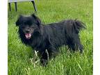 Hermes Pomeranian Adult Male