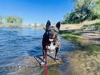 Betty French Bulldog Adult Female