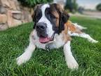 Ruby St. Bernard Adult Female