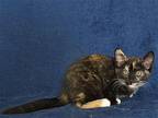 PATRICK Domestic Mediumhair Kitten Female