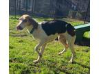 Honey Hound (Unknown Type) Senior Female