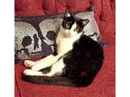 KITTY MY MY MY DELILAH Domestic Shorthair Adult Female