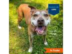 Adopt Ginny a Pit Bull Terrier, Labrador Retriever