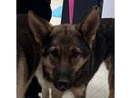 Adopt Polly a German Shepherd Dog