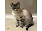 Adopt Kiki (714) a Siamese, Domestic Short Hair