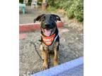Adopt Petal a German Shepherd Dog, Australian Shepherd