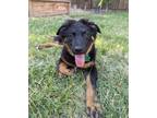 Adopt Magnolia a German Shepherd Dog, Australian Shepherd