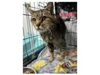 Adopt Vieja (FCID# 04/10/2024 - 14) SN a Tabby