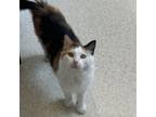 Adopt Elle a Domestic Medium Hair