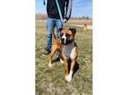 Adopt Mika a Tan/Yellow/Fawn Boxer / Mixed Breed (Medium) / Mixed (short coat)