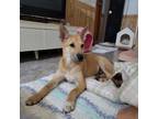 Adopt The Huntsman a Tan/Yellow/Fawn - with Black Shiba Inu / Pharaoh Hound dog