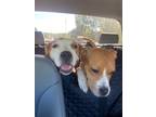 Adopt Bugs a Boxer
