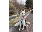 Adopt Wendy Darling a White Jindo / Mixed Breed (Medium) dog in New York