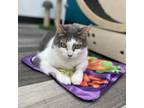 Adopt Queenie Belle a American Shorthair