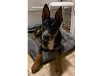 Adopt Rascal a Black - with Tan, Yellow or Fawn Chow Chow / Akita / Mixed dog in