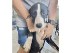 Adopt Pup11 a Black Labrador Retriever / Mixed Breed (Medium) / Mixed (short