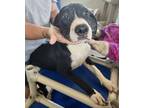 Adopt Pup10 a Black Labrador Retriever / Mixed Breed (Medium) / Mixed (short