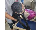 Adopt Pup13 a Black Labrador Retriever / Mixed Breed (Medium) / Mixed (short