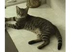 Adopt Toby a Brown Tabby Domestic Shorthair (short coat) cat in Kitchener