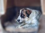 Adopt Aphrodite a Tricolor (Tan/Brown & Black & White) Great Pyrenees / German