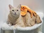 Adopt Sunny a Cream or Ivory Domestic Shorthair (short coat) cat in Seattle