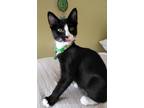 Adopt Puffy and Nezuko a Black & White or Tuxedo Domestic Mediumhair (medium