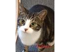 Adopt Rapheal a White (Mostly) Domestic Shorthair (short coat) cat in Colfax