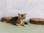 Tree Top Kittens I Hickory
