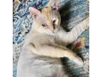Adopt Keoni a Cream or Ivory Siamese / Mixed Breed (Medium) / Mixed (short coat)