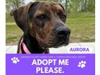 Adopt AURORA a Plott Hound, Mixed Breed