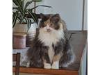 Adopt Mavis a Domestic Long Hair