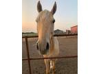 Palomino Azteca Gelding