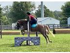 Sweet Pony Mare