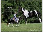Meet Diva Black Missouri Foxtrotter Mare - Available on [url removed]