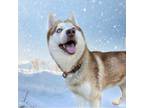 Adopt Nashi a Husky, Mixed Breed