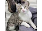 Adopt Mae Mae a Domestic Short Hair